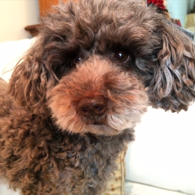 Bed and Biscuit Huntington Small Dog Boarding Nassau County Small